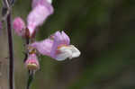 Eustis Lake beardtongue